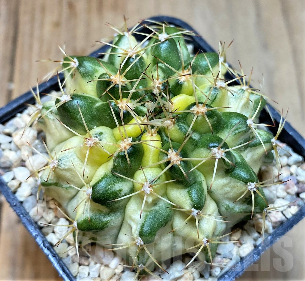 SHPR35461 Gymnocalycium mihanovichii 'Mable'