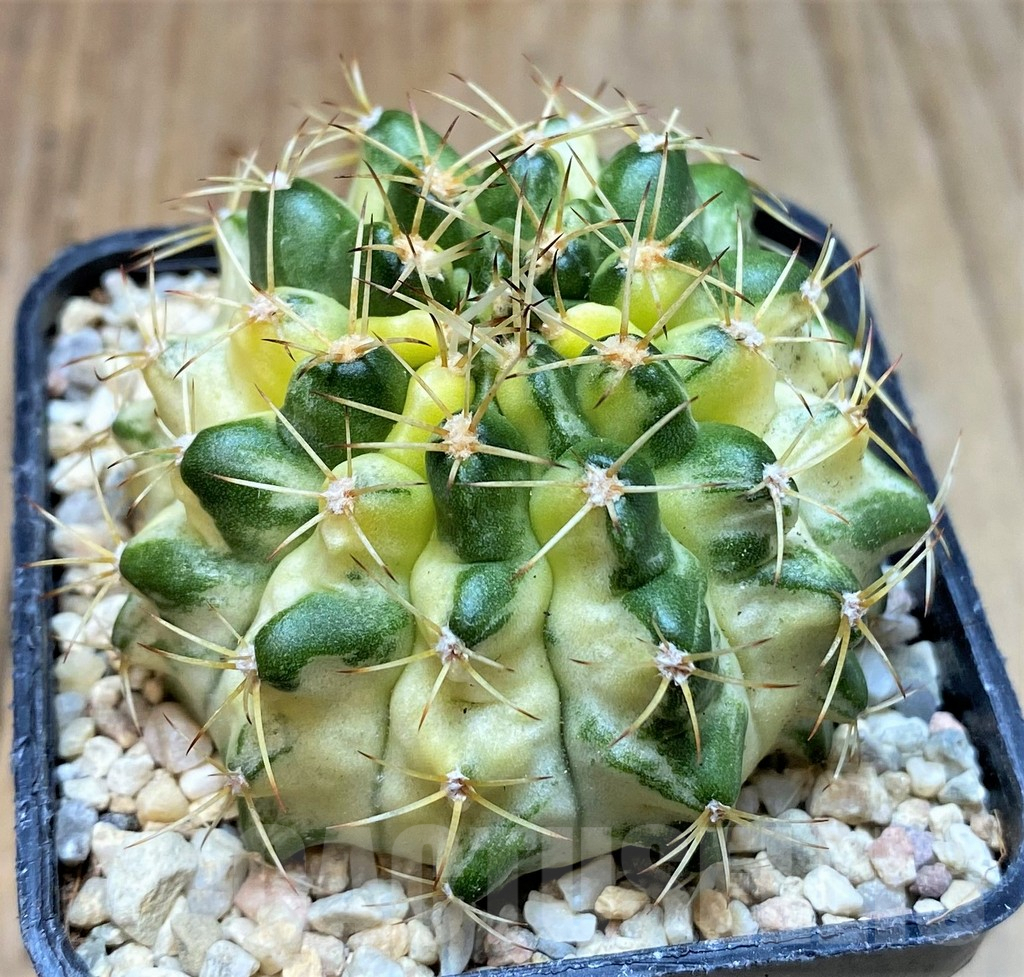 SHPR35461 Gymnocalycium mihanovichii 'Mable' - Зображення 2