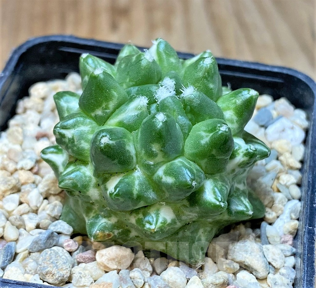 SHPR35462 Mammillaria bucareliensis ‘Erusamu’ f. variegata - immagine 2