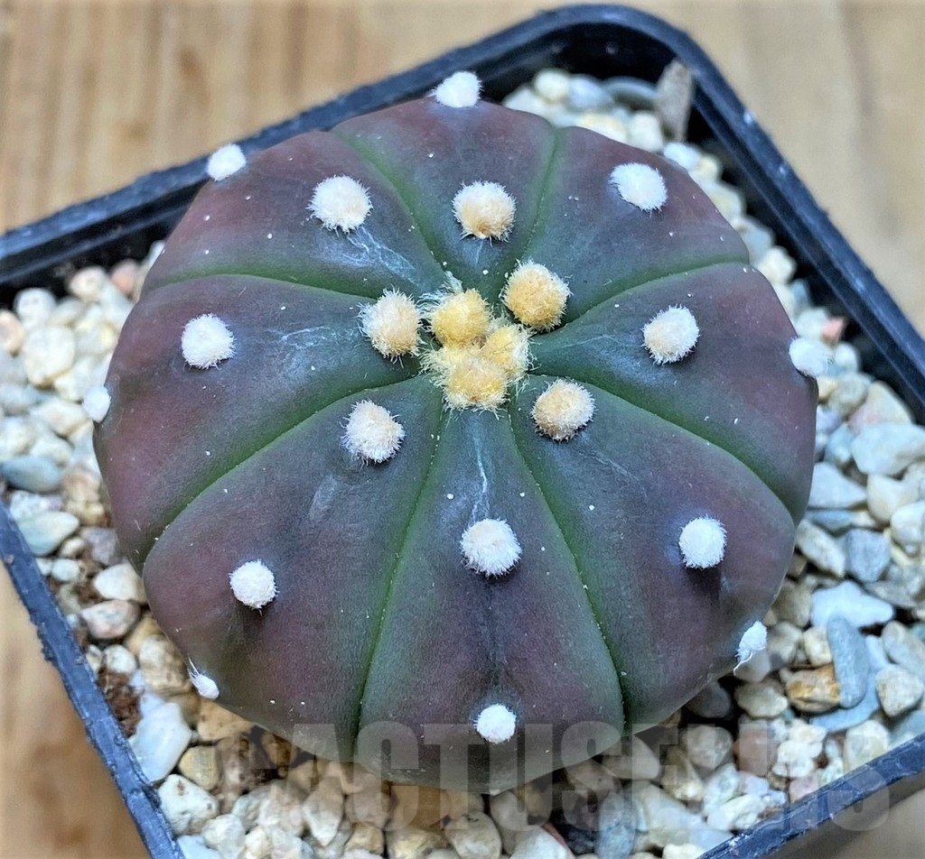 SHPR35465 Astrophytum asterias 'Purple Skin'