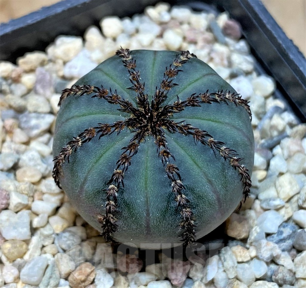 SHPR35466 Frailea asterioides 'Niten'