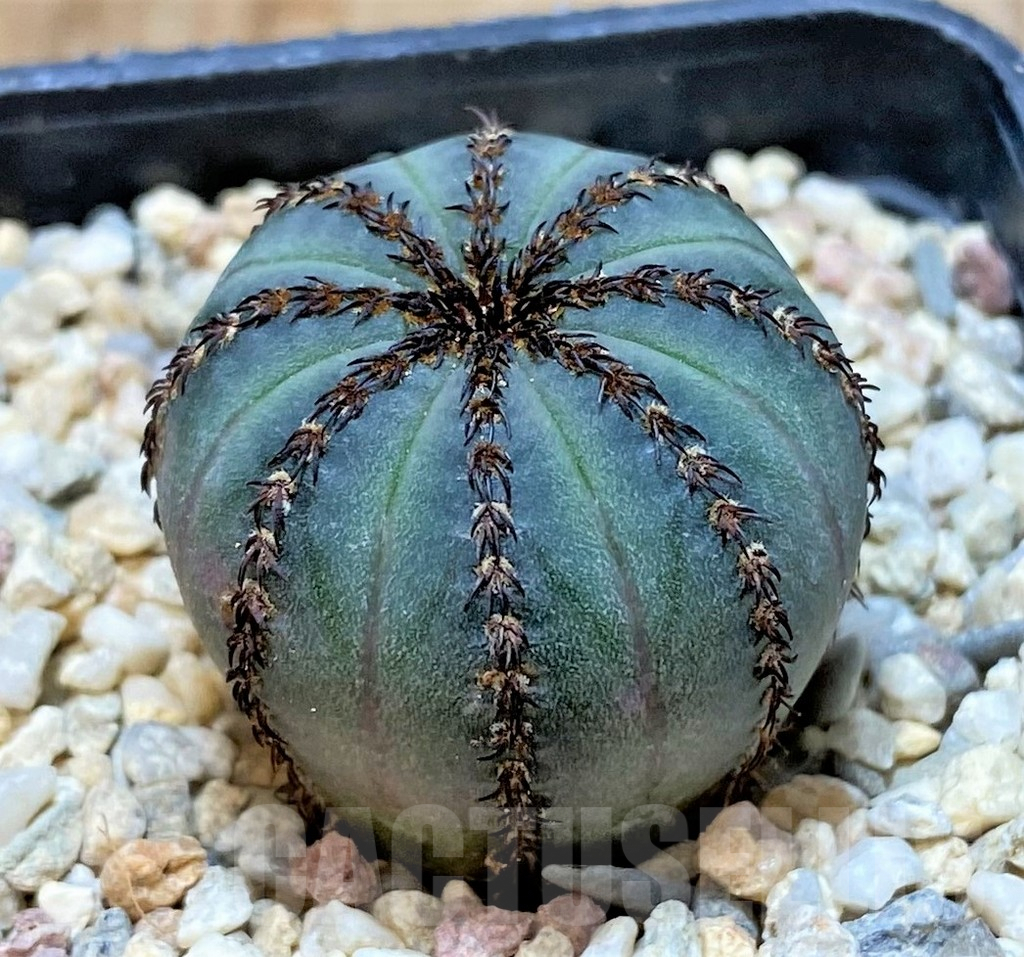 SHPR35466 Frailea asterioides 'Niten' - Image 2