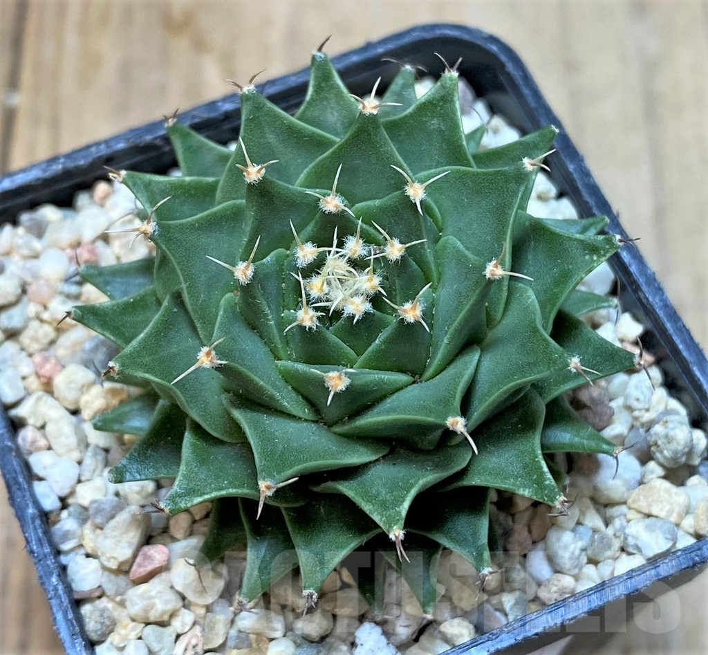 SHPR35468 Obregonia denegrii - Image 2