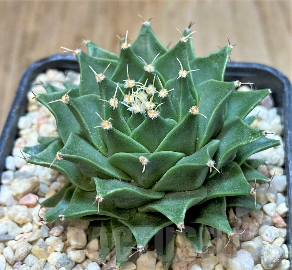 SHPR35468 Obregonia denegrii