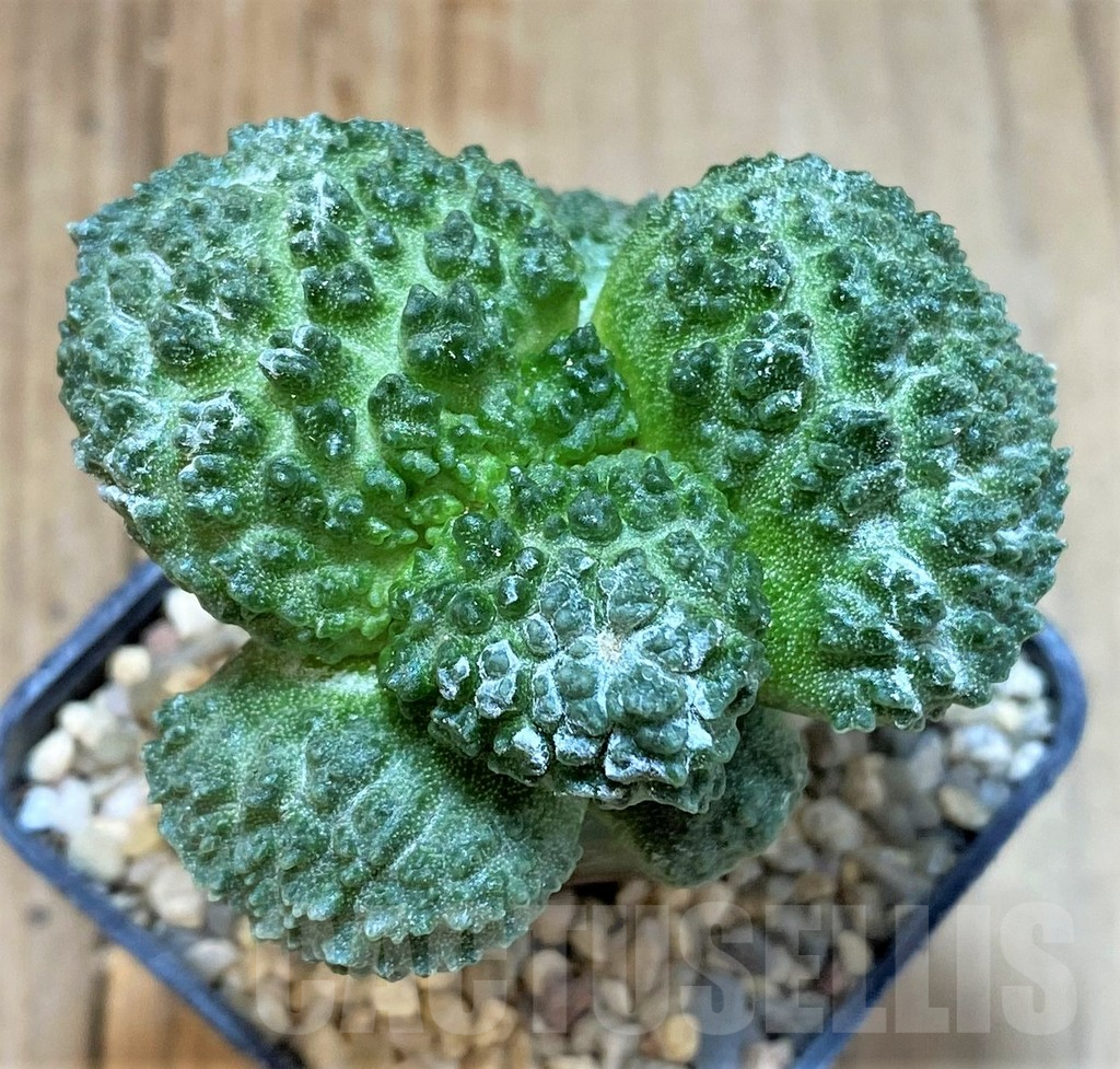 SHPR35477 Ariocarpus fissuratus 'Godzilla' hybrid, graft - Obrázek 2