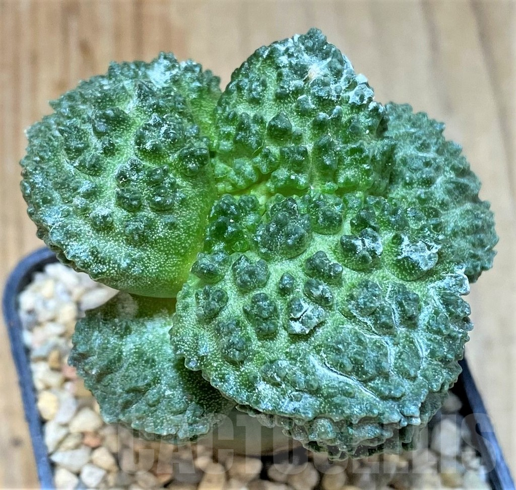 SHPR35477 Ariocarpus fissuratus 'Godzilla' hybrid, graft