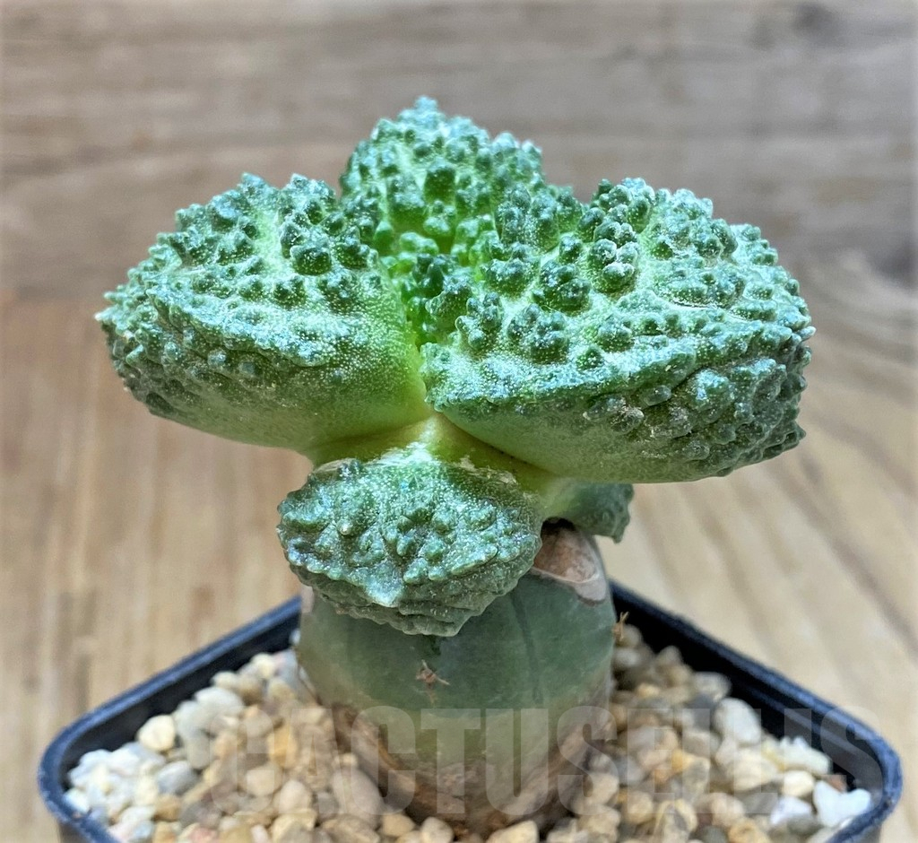 SHPR35477 Ariocarpus fissuratus 'Godzilla' hybrid, graft - Obrázek 3