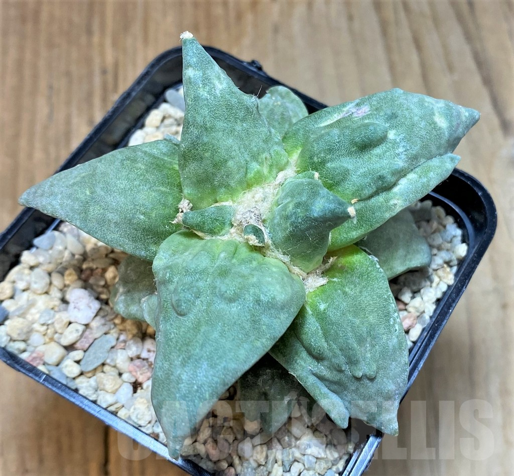 SHPR35478 Ariocarpus retusus 'Cauliflower', graft - Obrázek 2