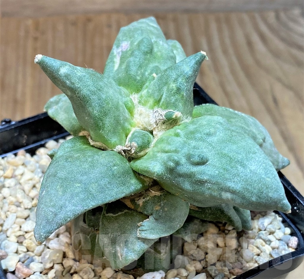 SHPR35478 Ariocarpus retusus 'Cauliflower', graft