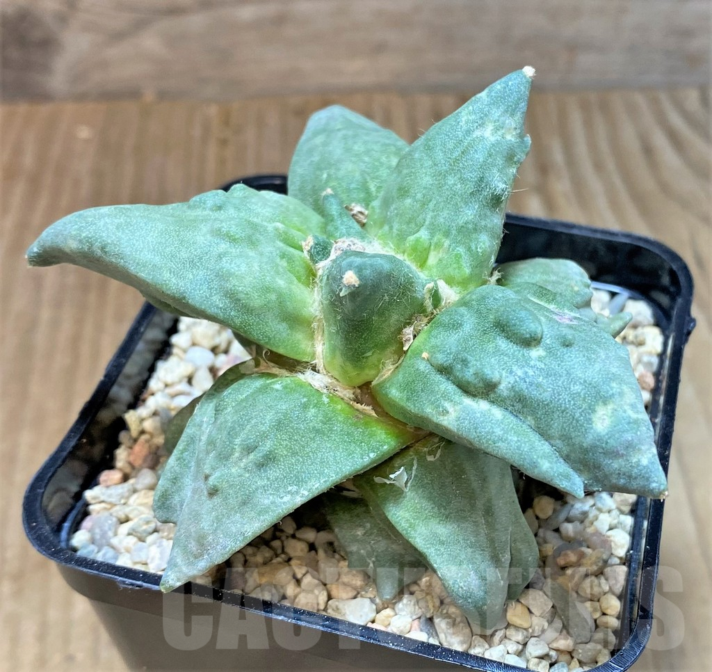 SHPR35478 Ariocarpus retusus 'Cauliflower', graft - Obrázek 3