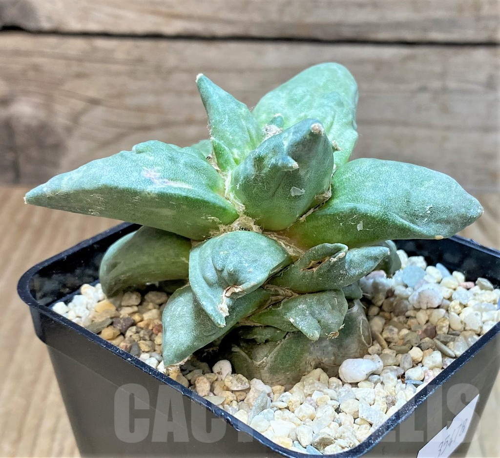 SHPR35478 Ariocarpus retusus 'Cauliflower', graft - Obrázek 4