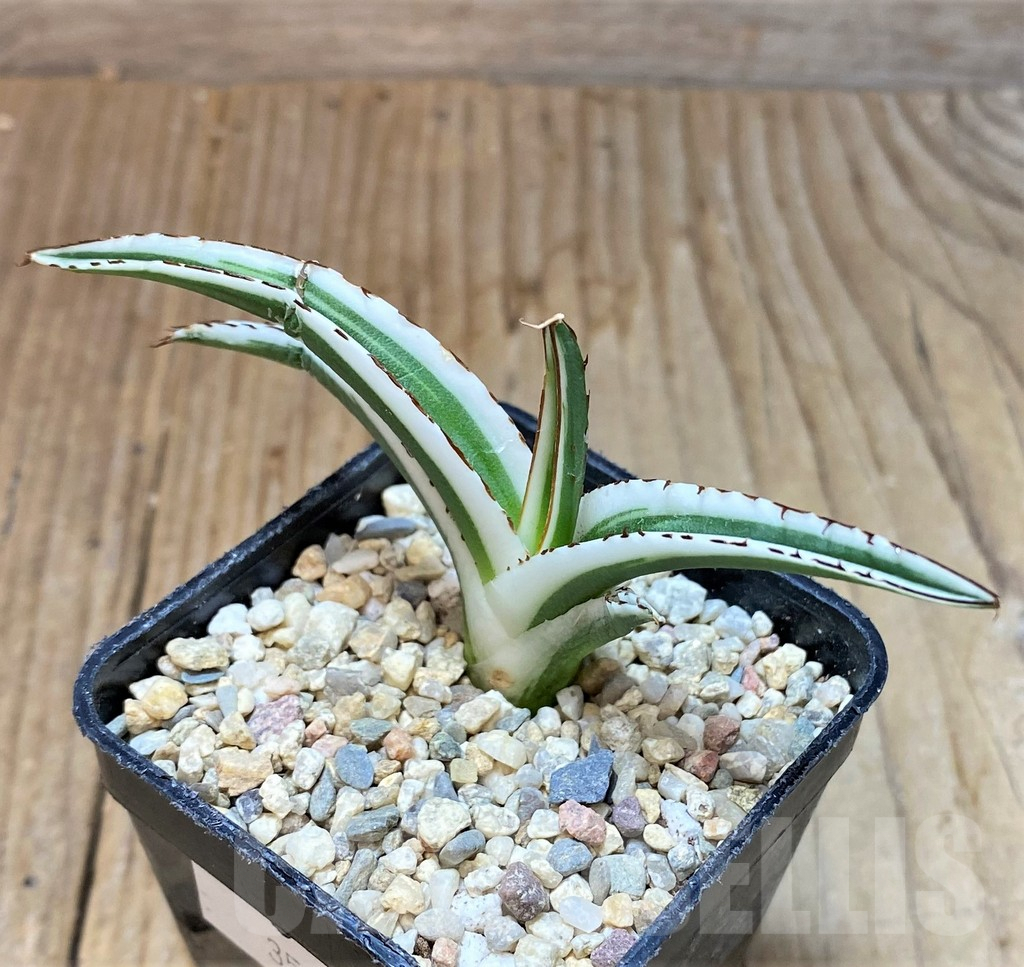 SHPR35479 Agave victoriae-reginae 'White Rhino'