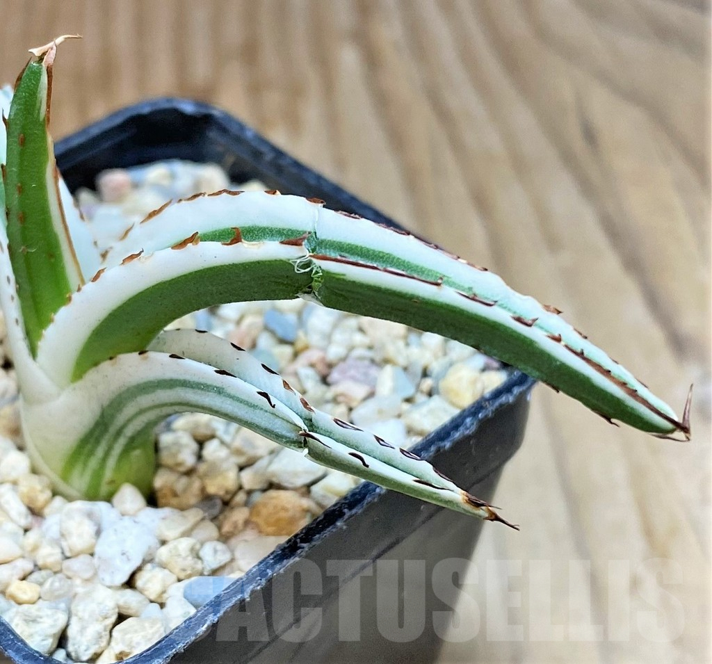 SHPR35479 Agave victoriae-reginae 'White Rhino' - Image 2