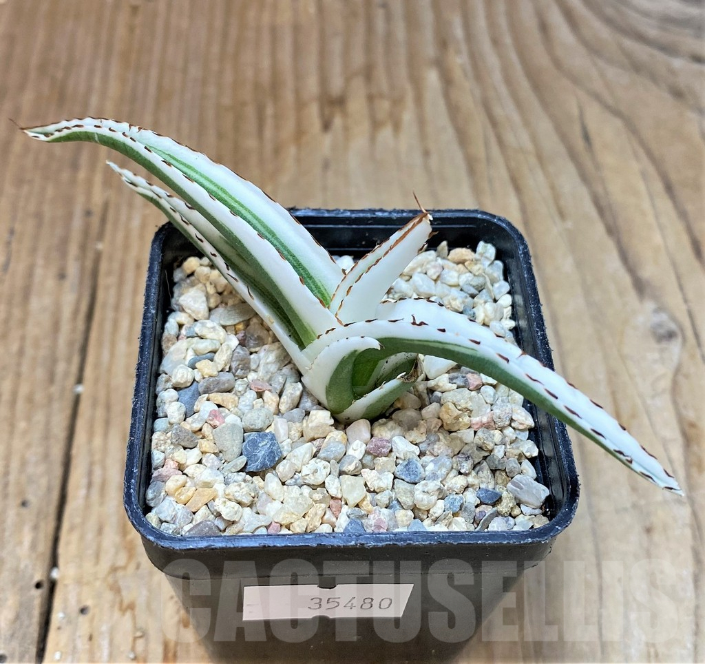 SHPR35480 Agave victoriae-reginae 'White Rhino'