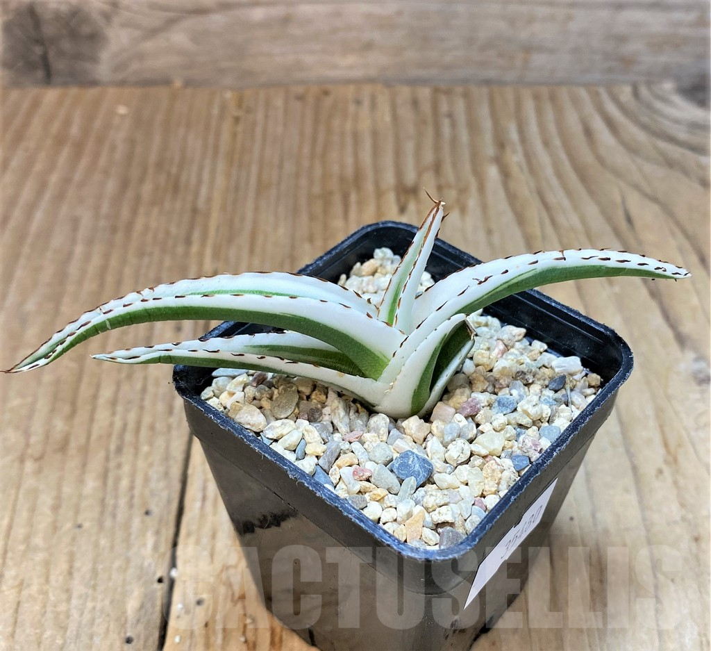 SHPR35480 Agave victoriae-reginae 'White Rhino' - immagine 2