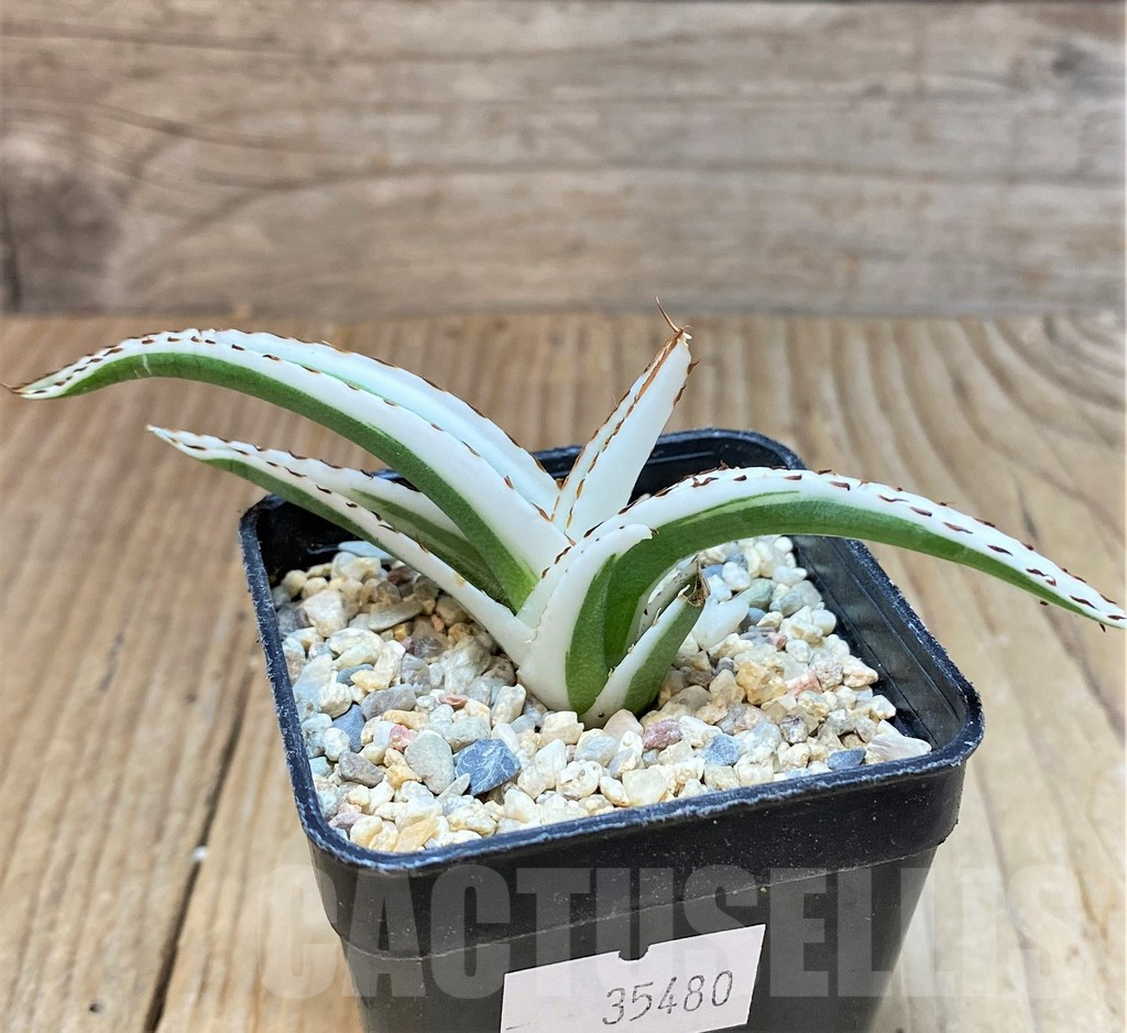 SHPR35480 Agave victoriae-reginae 'White Rhino' - immagine 3