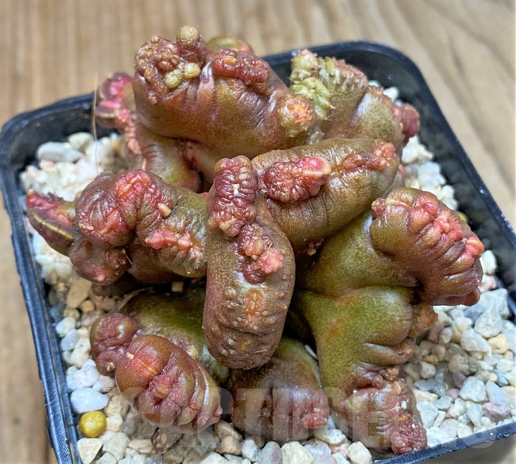 SHPR35393 Echinopsis ‘Chocolate’ f. cristata - Image 2