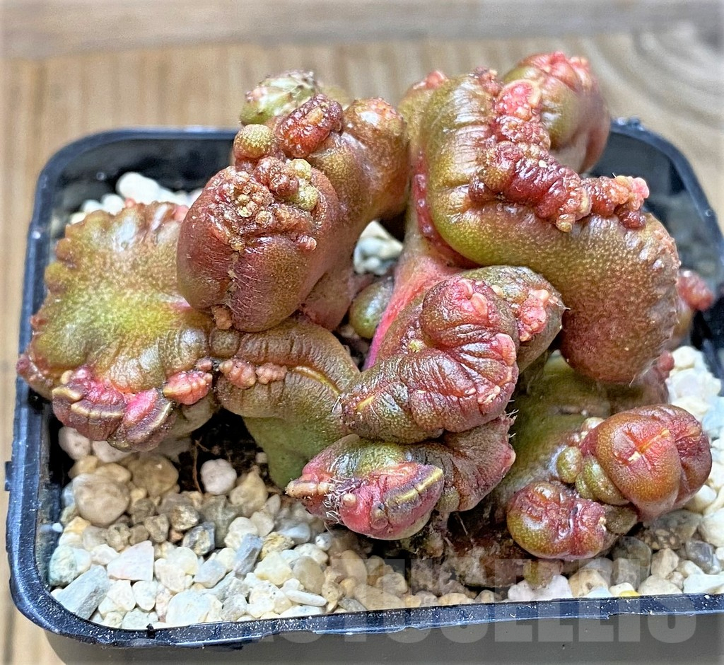 SHPR35393 Echinopsis ‘Chocolate’ f. cristata