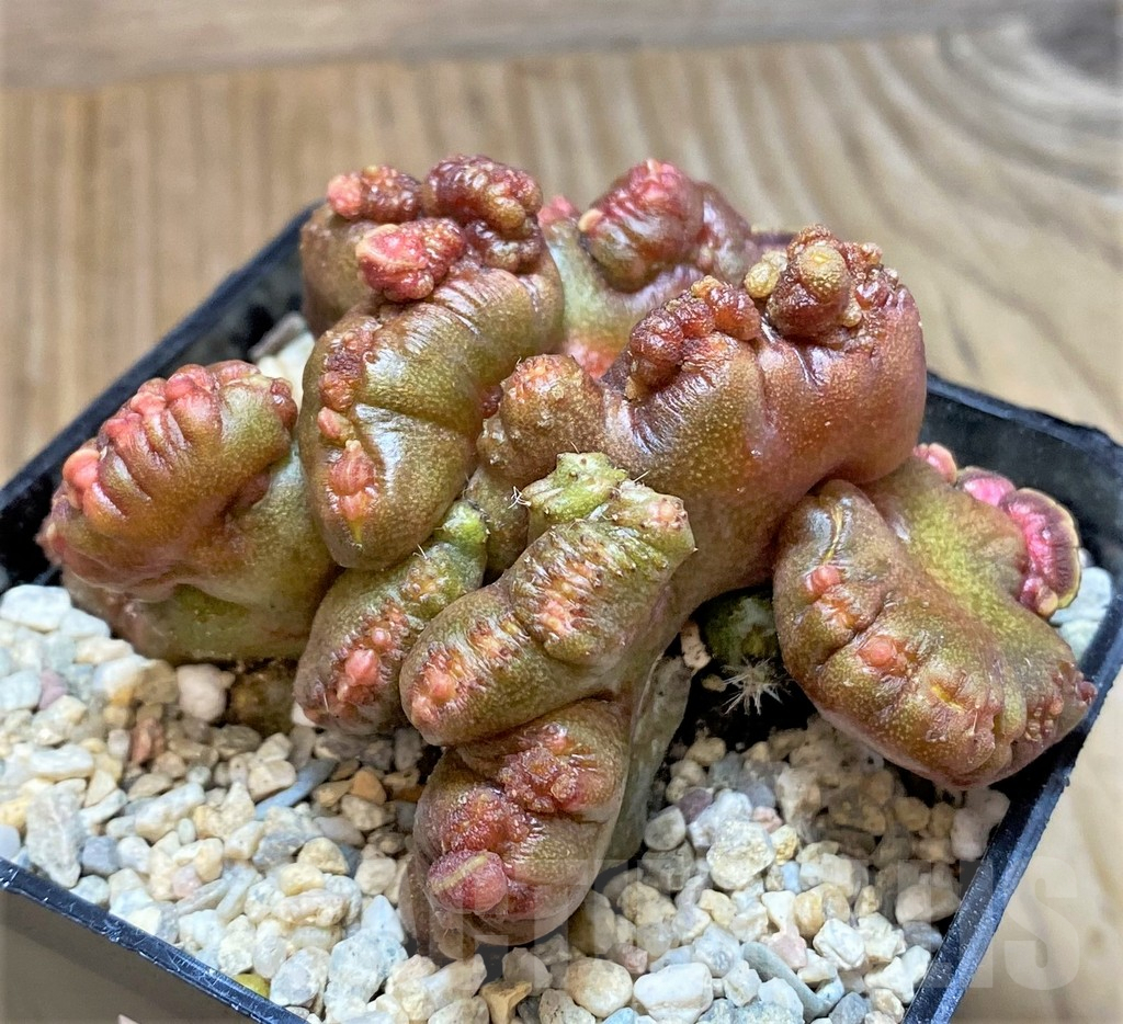 SHPR35393 Echinopsis ‘Chocolate’ f. cristata - Image 3