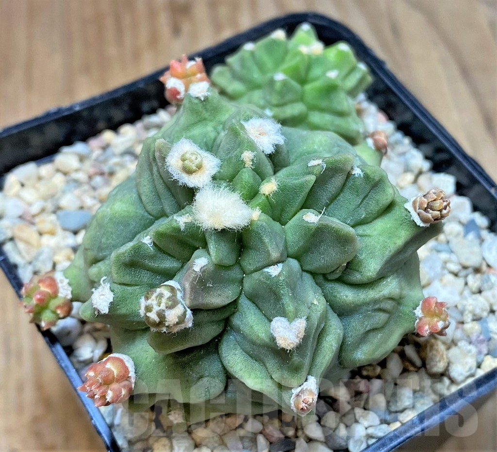 SHPR35394 Gymnocalycium mihanovichii 'Transformer'