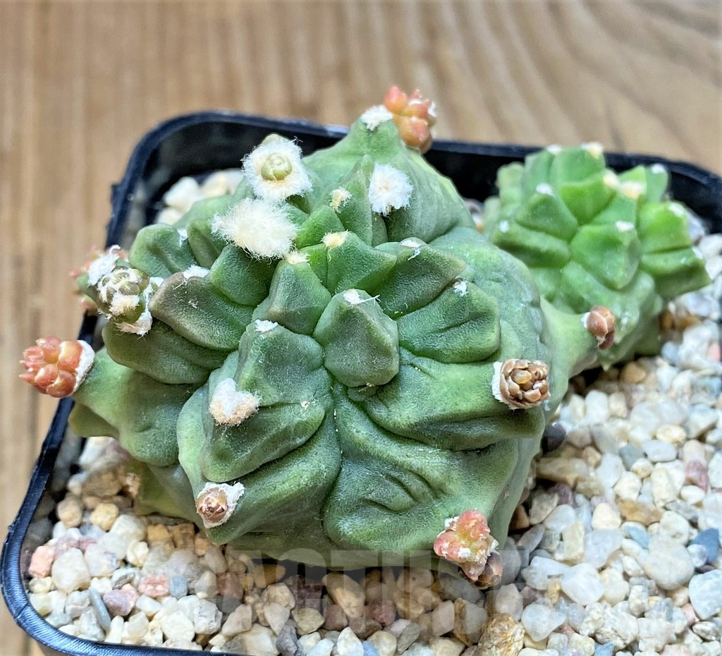 SHPR35394 Gymnocalycium mihanovichii 'Transformer' - Imagen 2