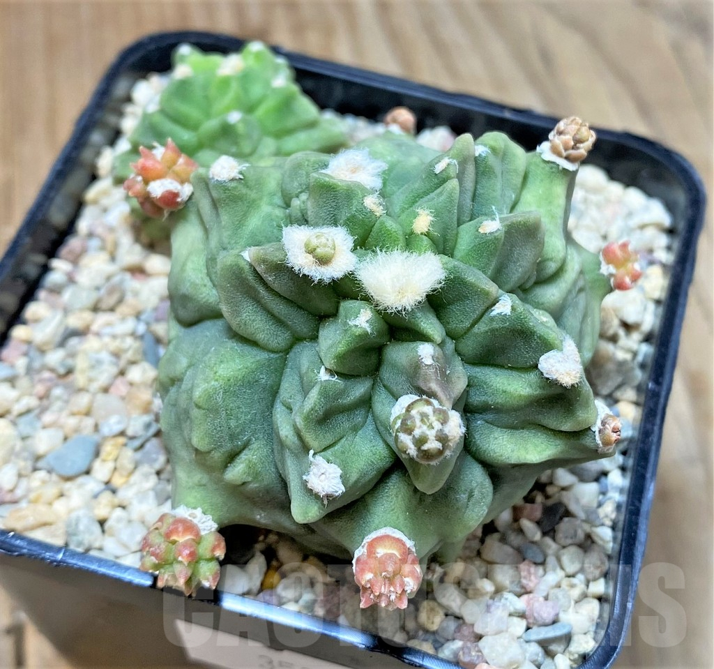 SHPR35394 Gymnocalycium mihanovichii 'Transformer' - Imagen 3