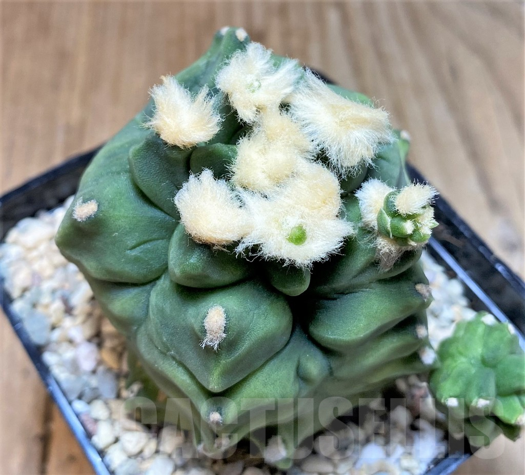 SHPR35395 Gymnocalycium mihanovichii 'Transformer'