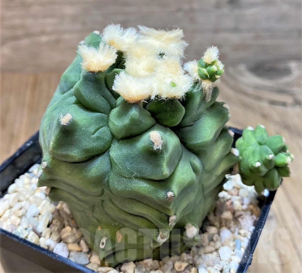 SHPR35395 Gymnocalycium mihanovichii 'Transformer' - Imagen 2