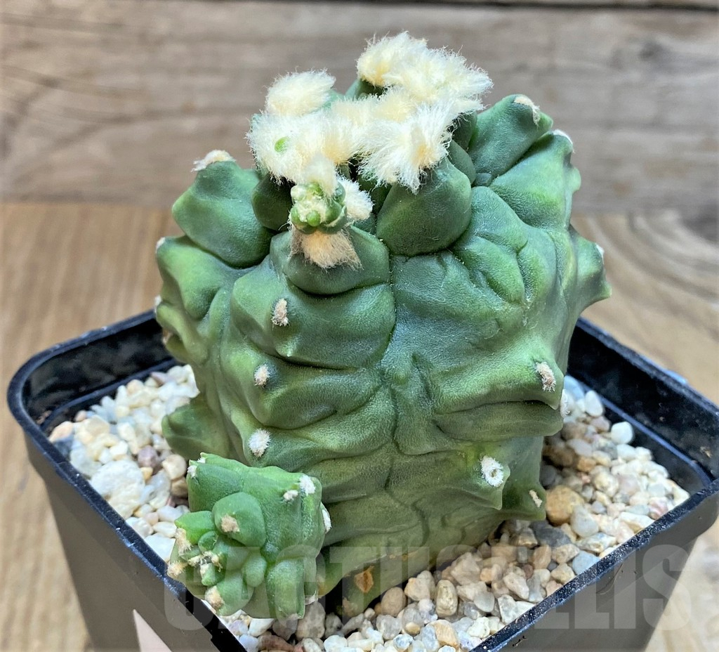 SHPR35395 Gymnocalycium mihanovichii 'Transformer' - Imagen 3