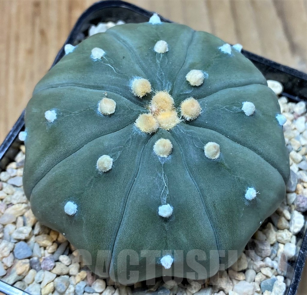 SHPR35396 Astrophytum asterias 'Shinshowa' - 画像 (2)