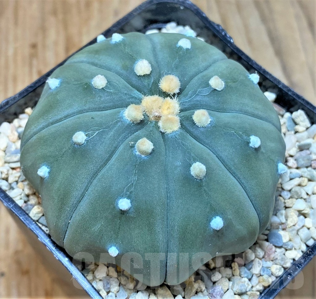 SHPR35396 Astrophytum asterias 'Shinshowa' - 画像 (3)
