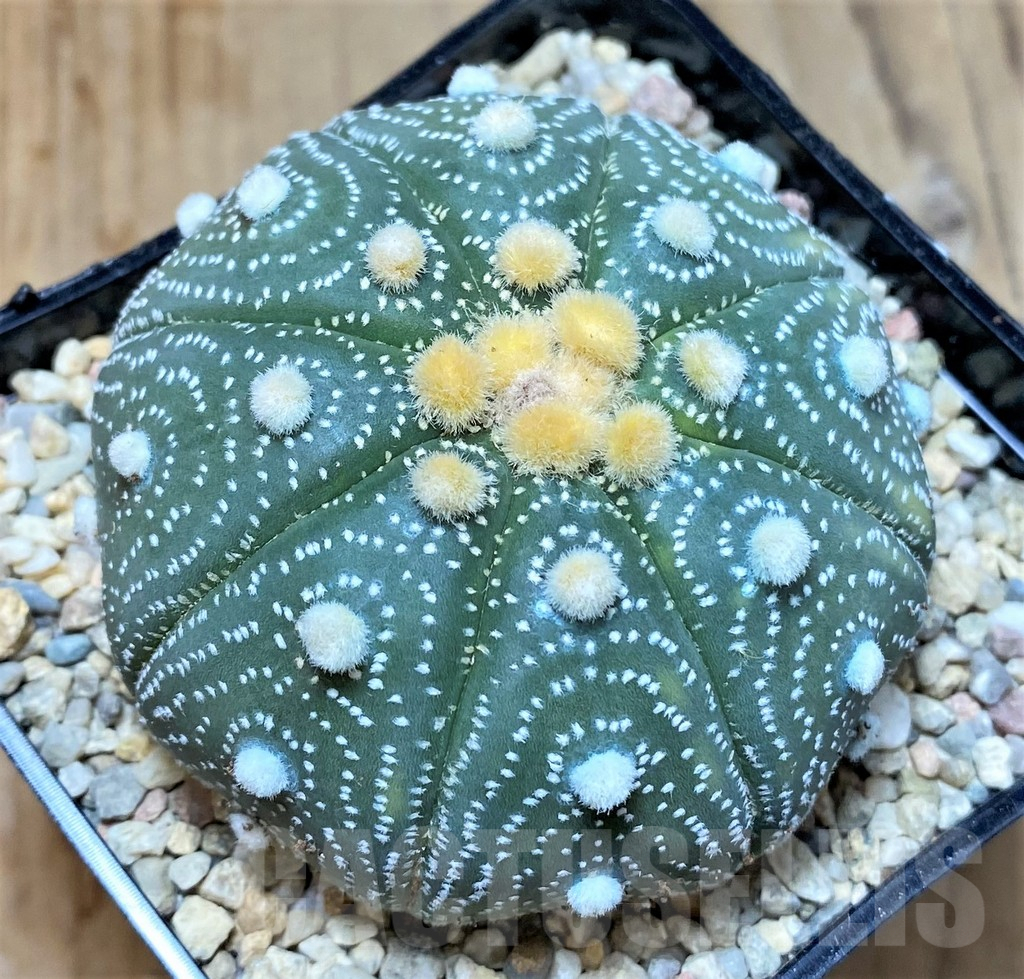 SHPR35397 Astrophytum asterias 'Shinshowa' – Bild 2
