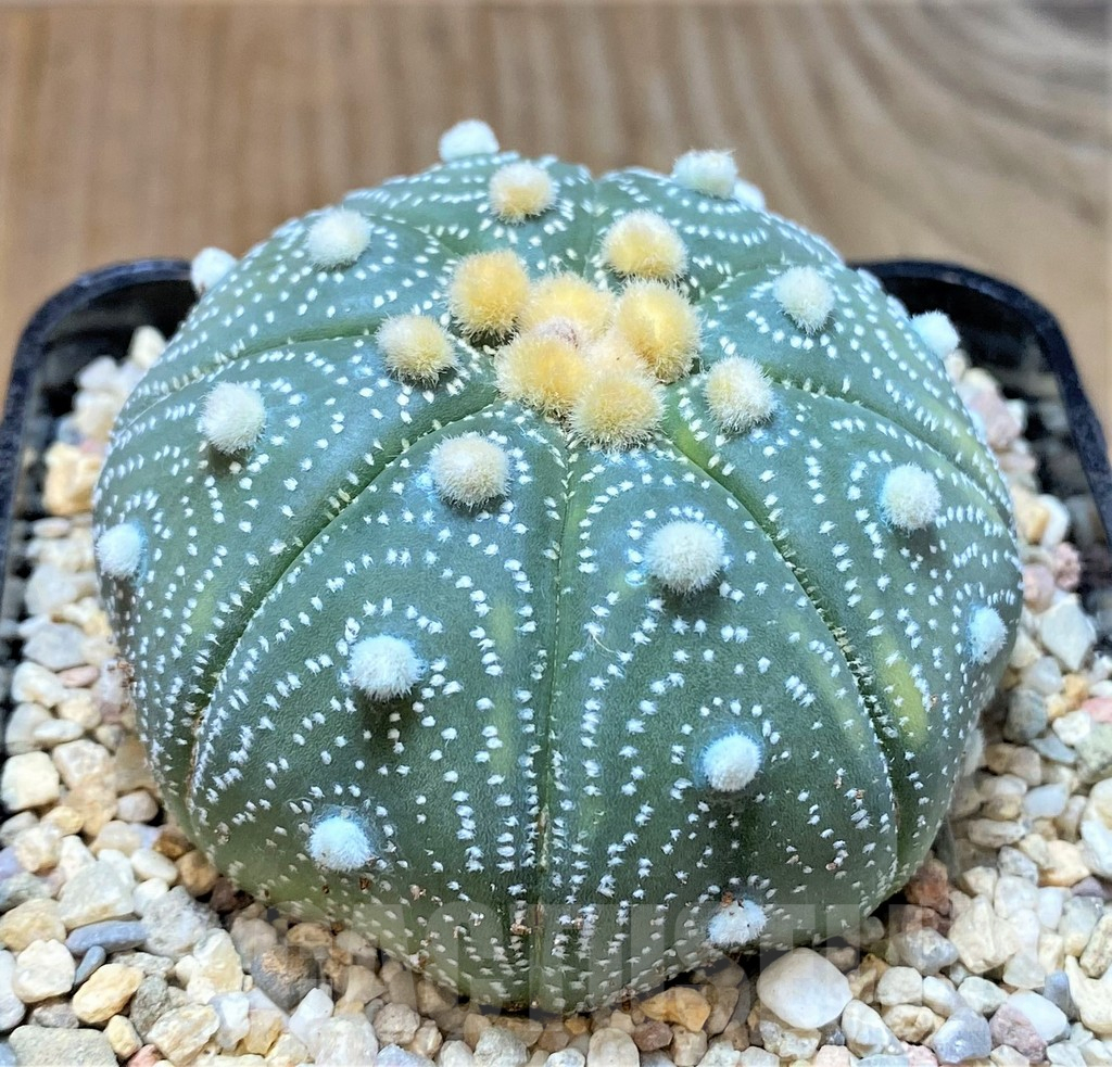 SHPR35397 Astrophytum asterias 'Shinshowa' – Bild 3