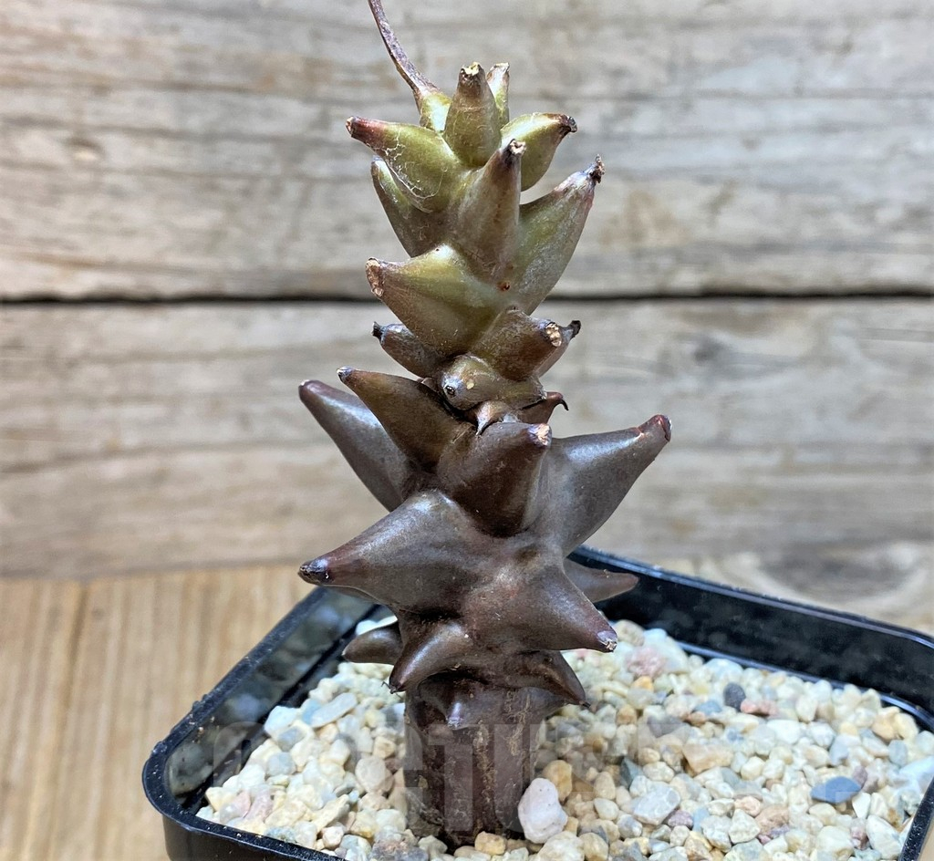 SHPR35385 Beiselia mexicana - Image 2