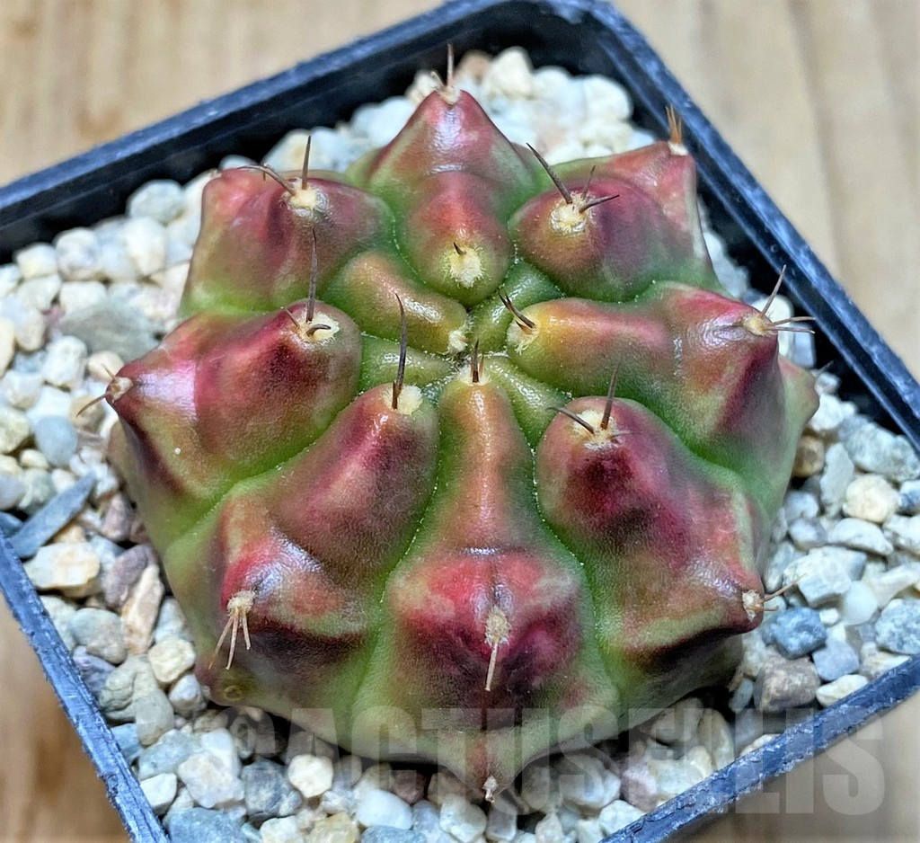 SHPR35398 Gymnocalycium mihanovichii 'Kongjak' - Image 2