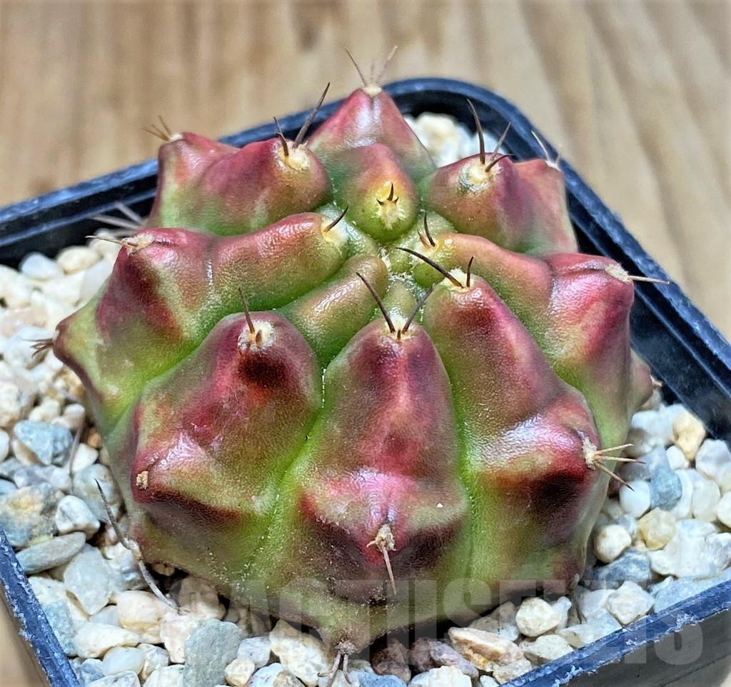 SHPR35398 Gymnocalycium mihanovichii 'Kongjak'