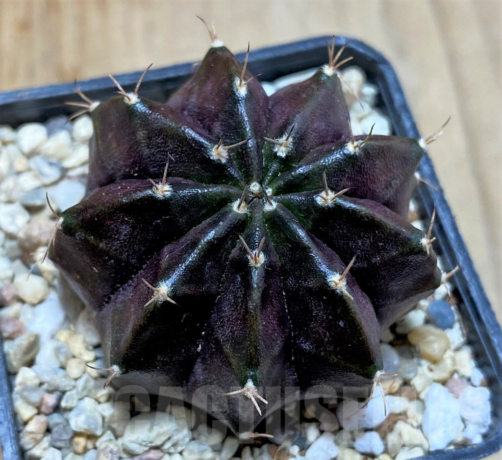 SHPR35399 Gymnocalycium mihanovichii 'Black Widow'