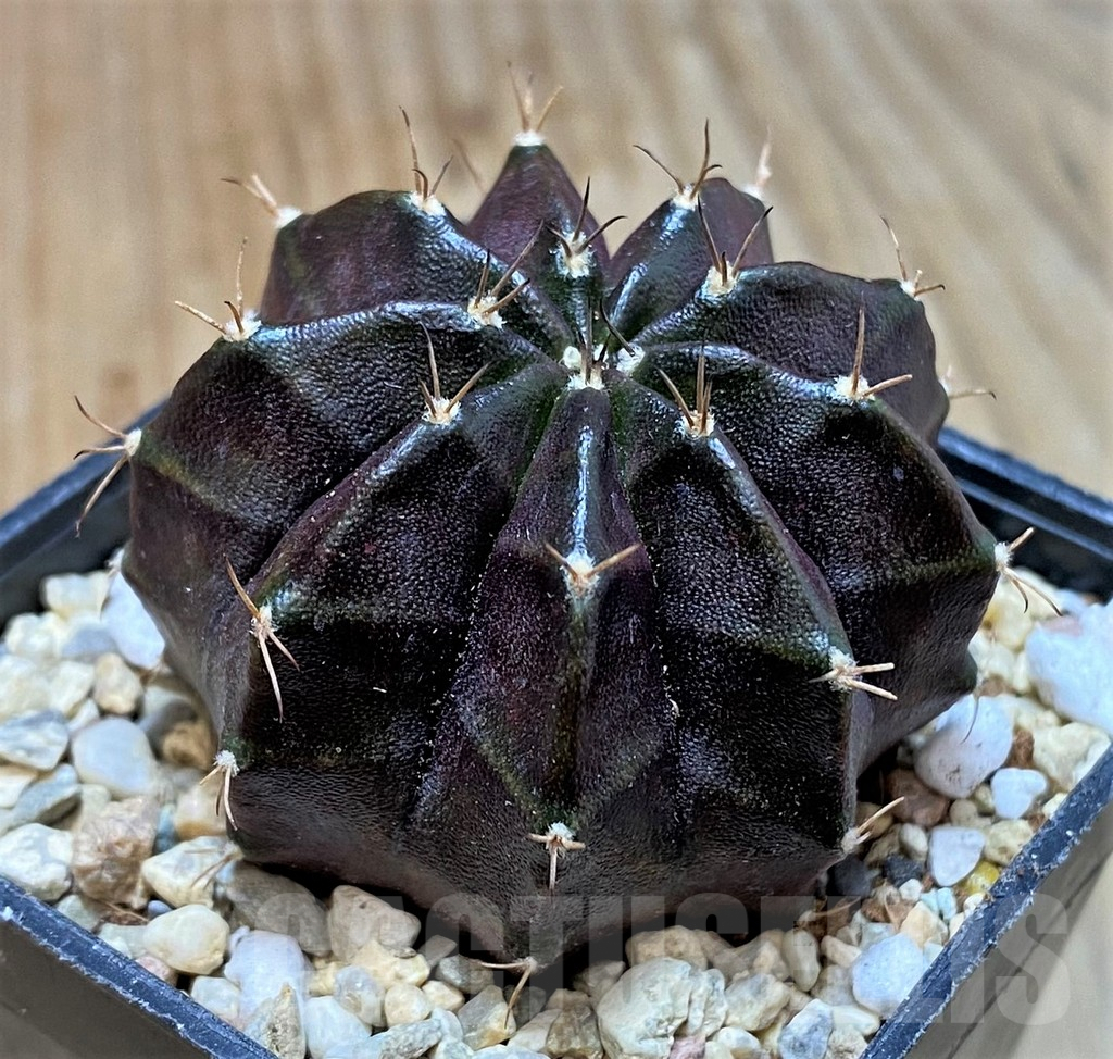 SHPR35399 Gymnocalycium mihanovichii 'Black Widow' – Bild 2