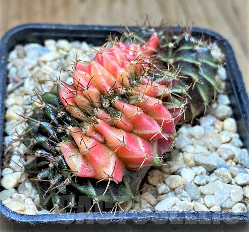 SHPR35400 Gymnocalycium mihanovichii variegata f. cristata