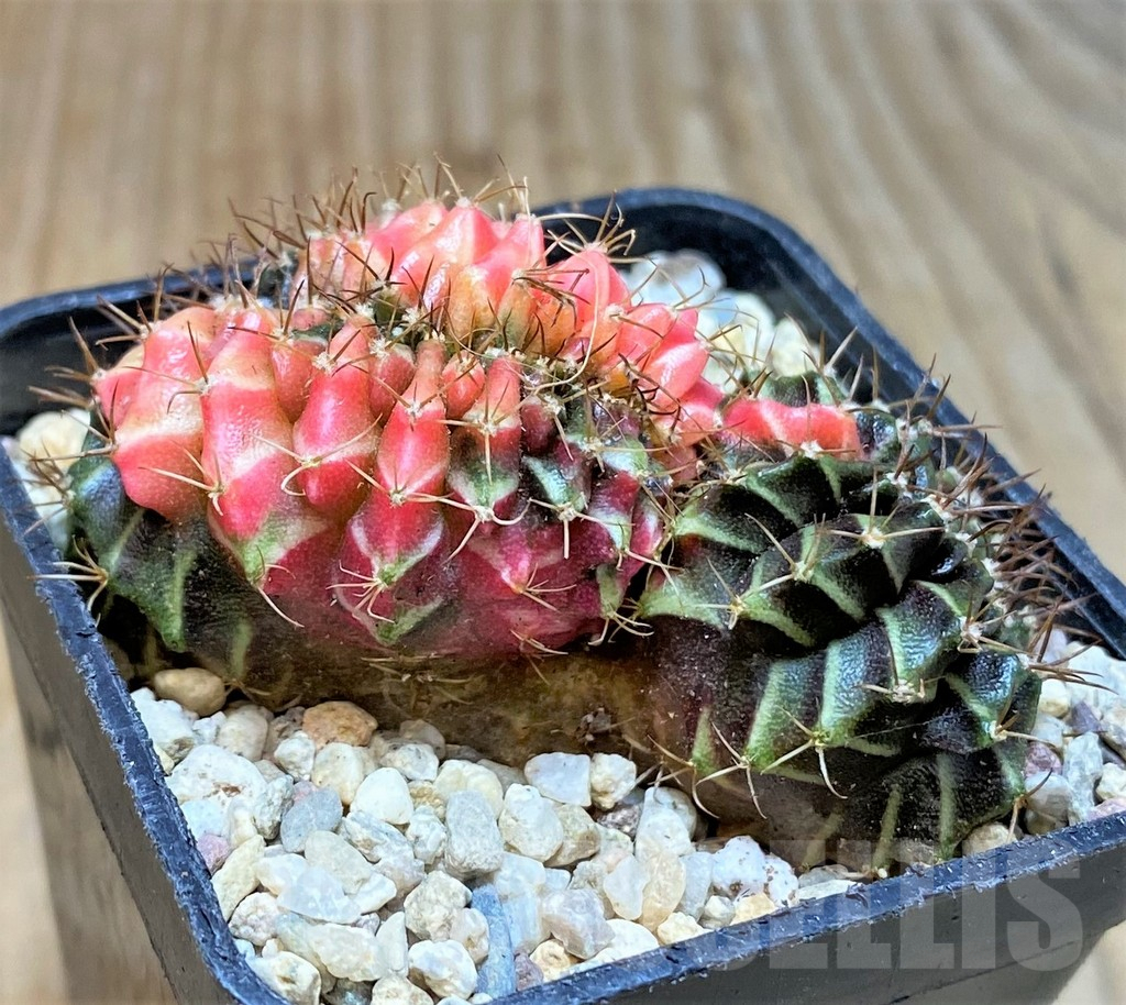 SHPR35400 Gymnocalycium mihanovichii variegata f. cristata - immagine 2
