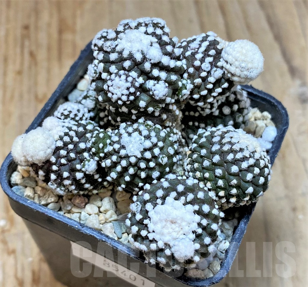SHPR35401 Copiapoa tenuissima f. monstruosa - Зображення 2