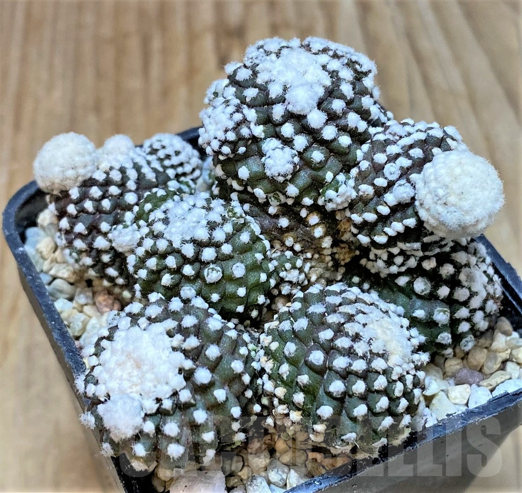 SHPR35401 Copiapoa tenuissima f. monstruosa