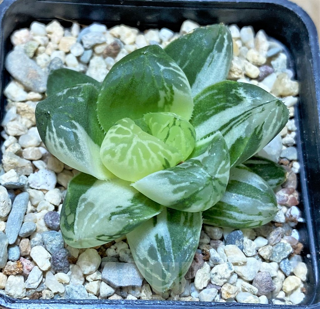 SHPR35403 Haworthia obtusa 'Marin' f. variegata - 画像 (2)