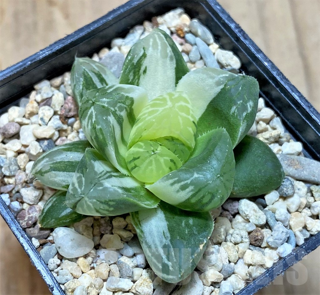SHPR35403 Haworthia obtusa 'Marin' f. variegata
