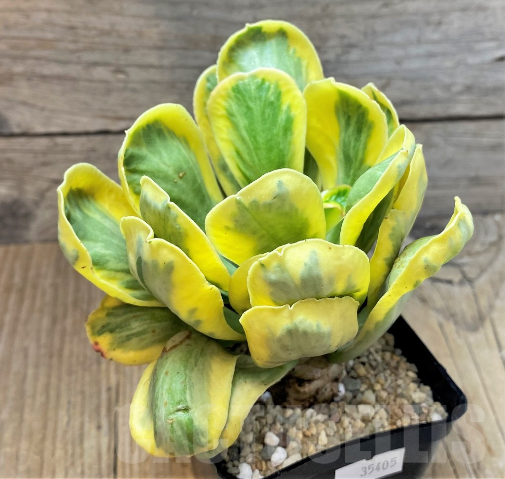 SHPR35405 Euphorbia poissonii f. variegata