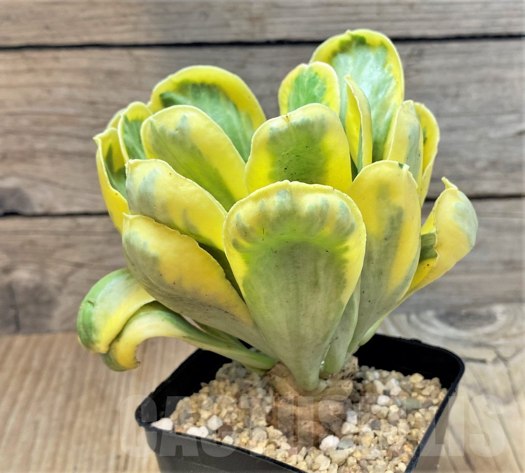 SHPR35405 Euphorbia poissonii f. variegata - immagine 2