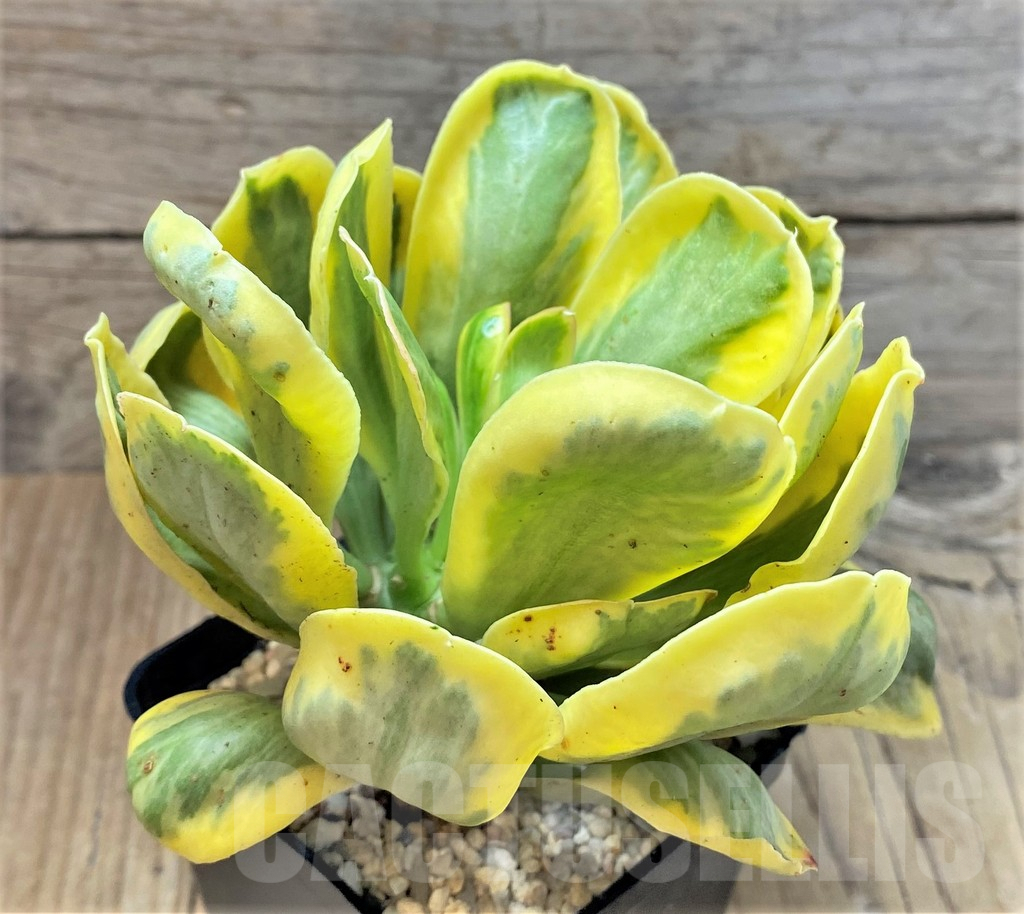 SHPR35405 Euphorbia poissonii f. variegata - immagine 3