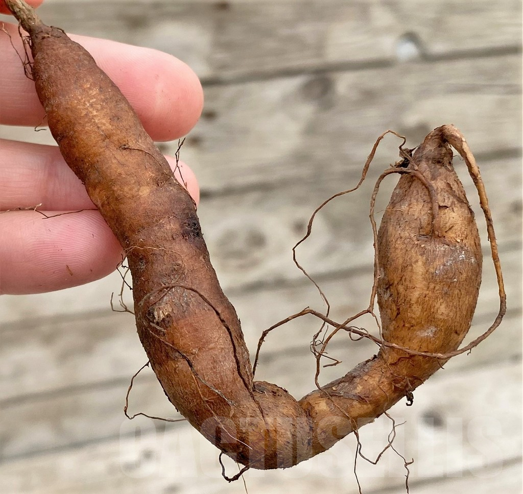 SHPR35482 Operculicarya pachypus - Image 2