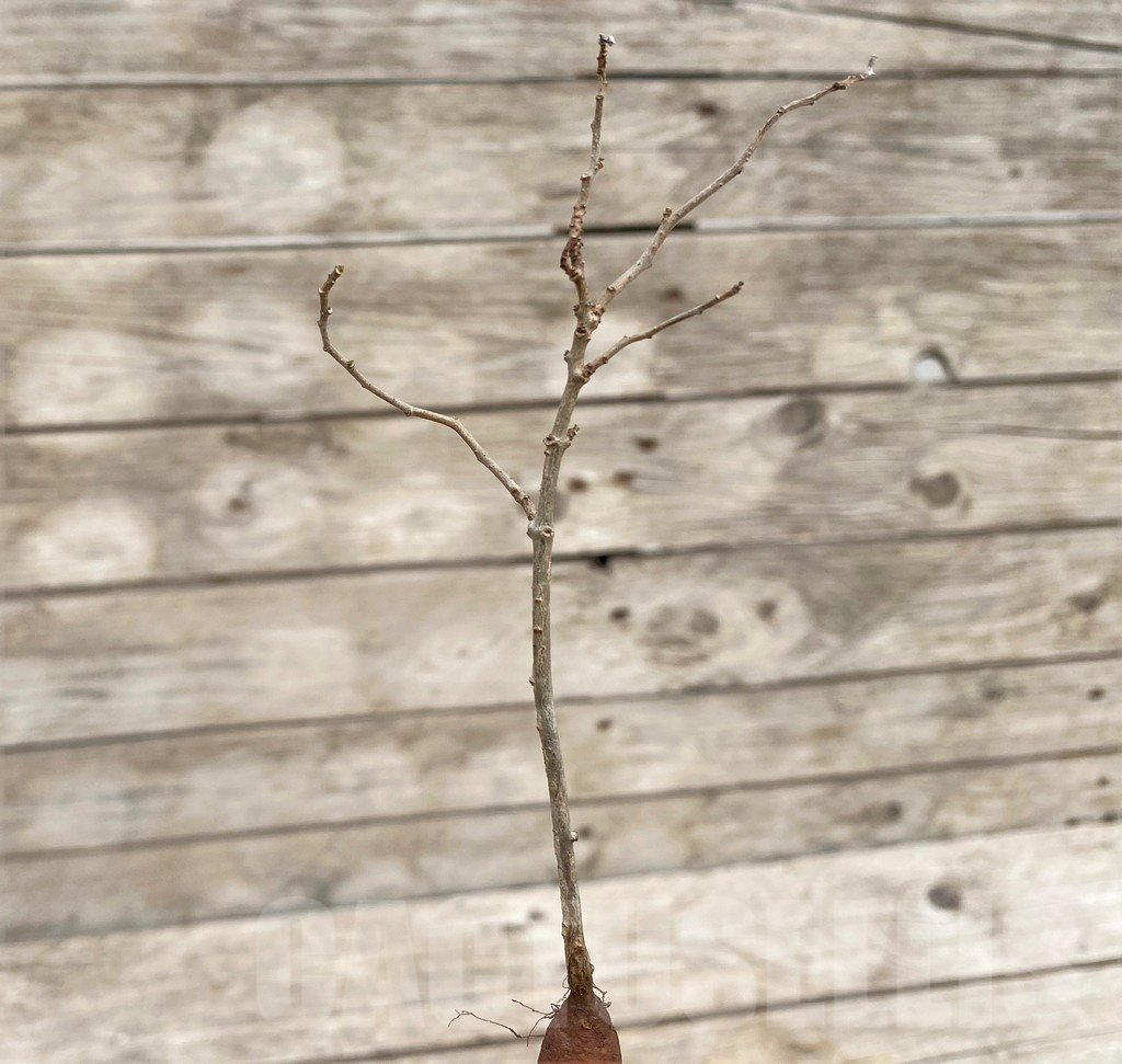 SHPR35482 Operculicarya pachypus - Image 3