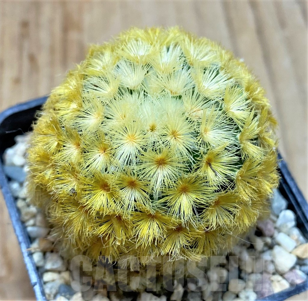 SHPR35447 Mammillaria carmenae 'Gold'